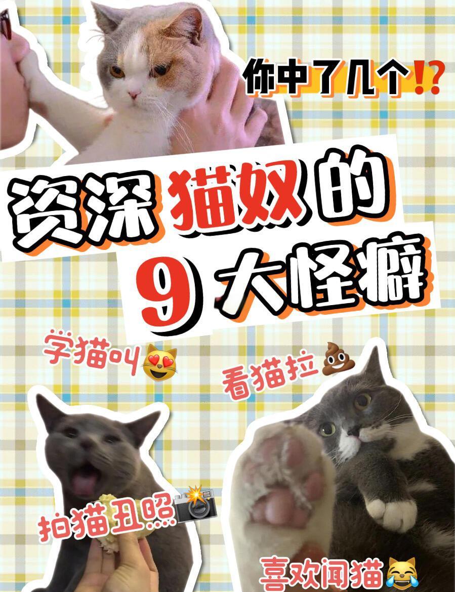 为什么男生不建议养猫