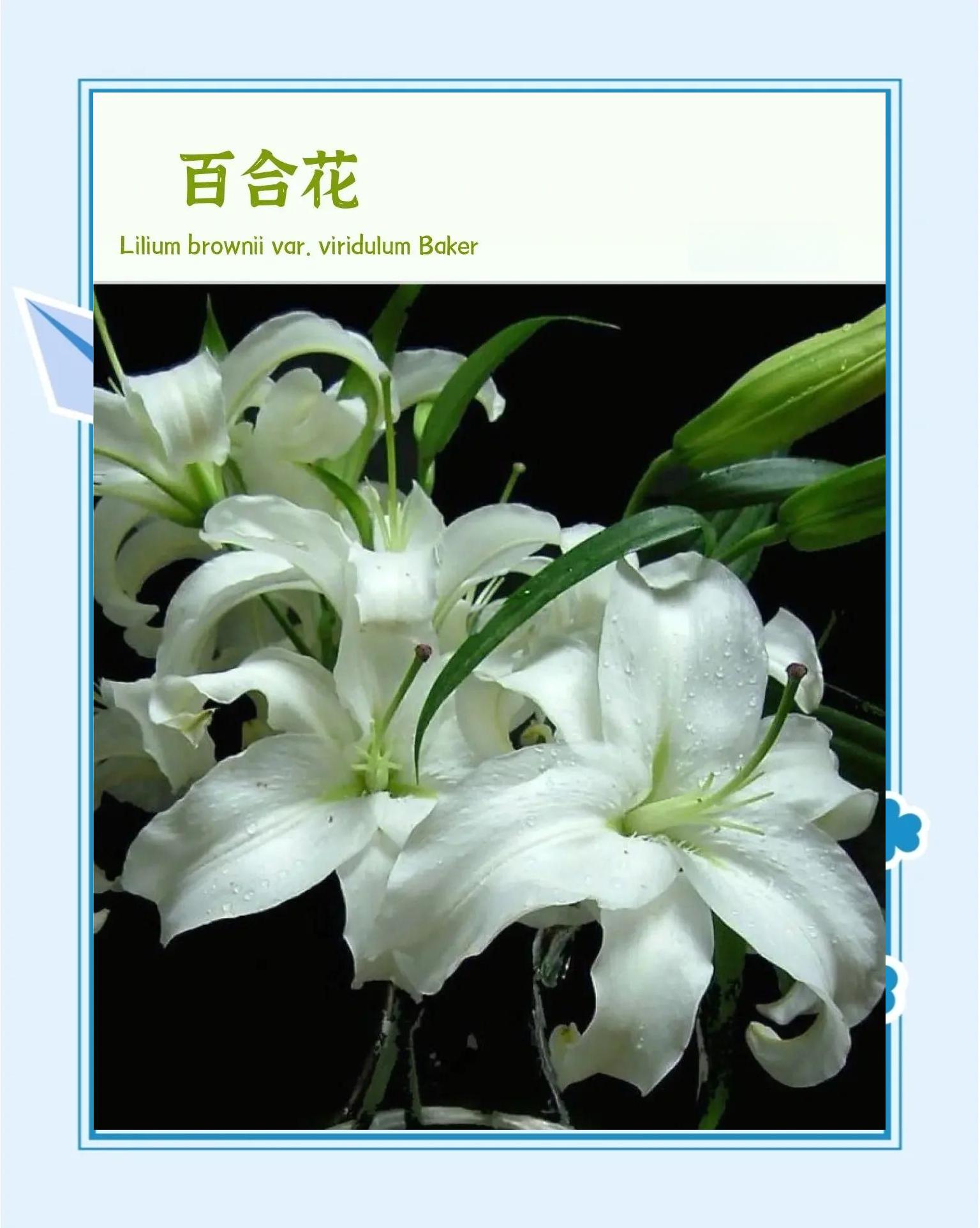 百合花的资料简介