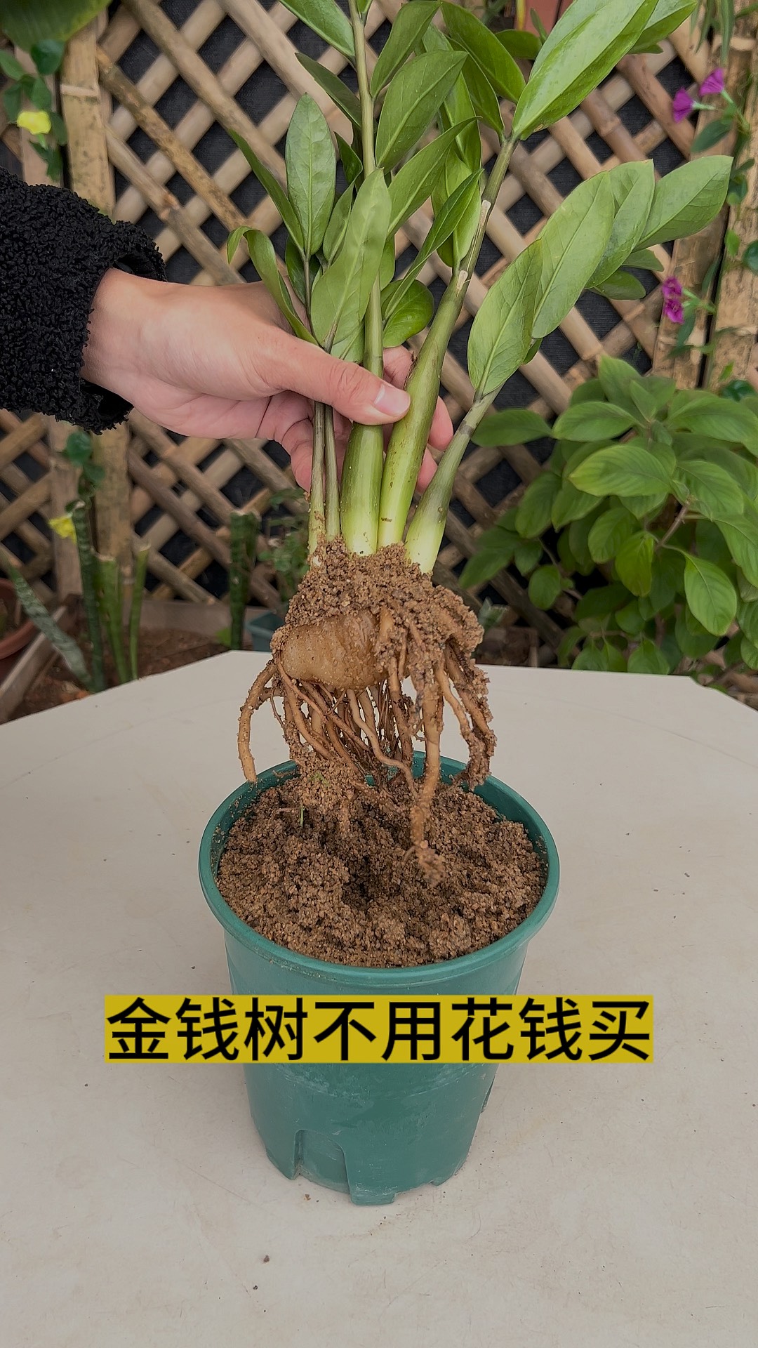 金钱树多肉的养殖方法和注意事项