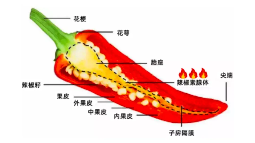 吃什么解辣椒的辣度最快