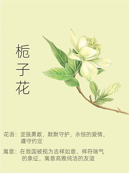 栀子花开的含义是什么