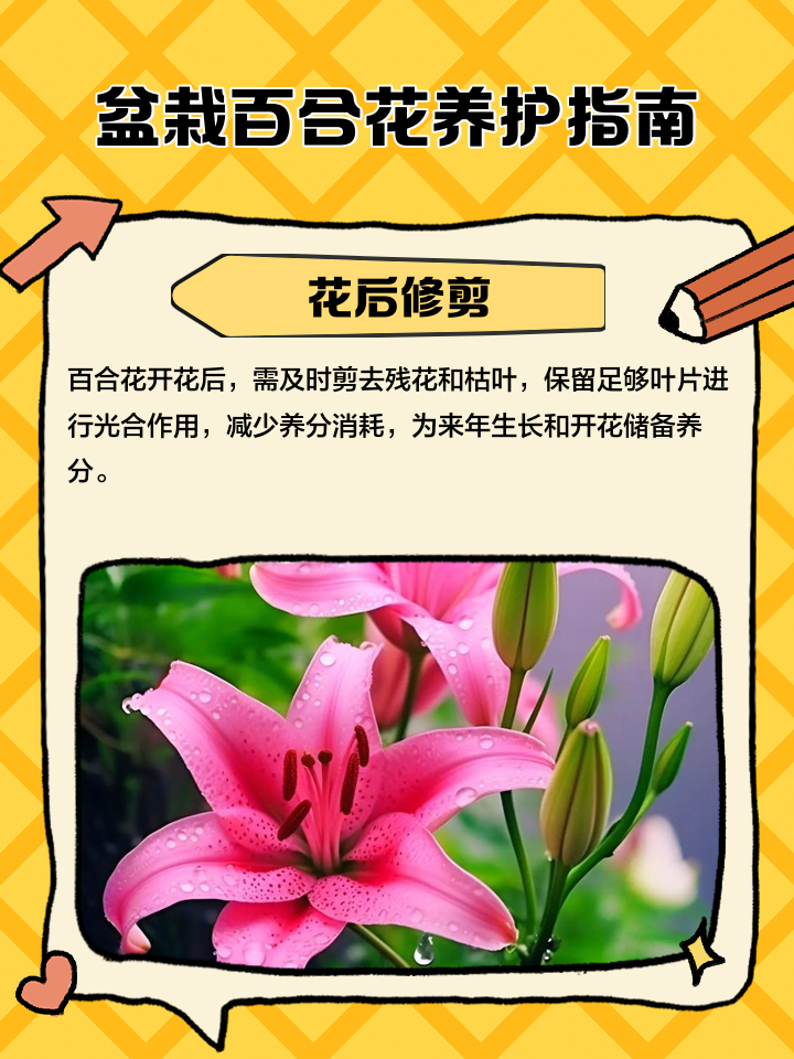 百合花开完花后怎么修剪枝条