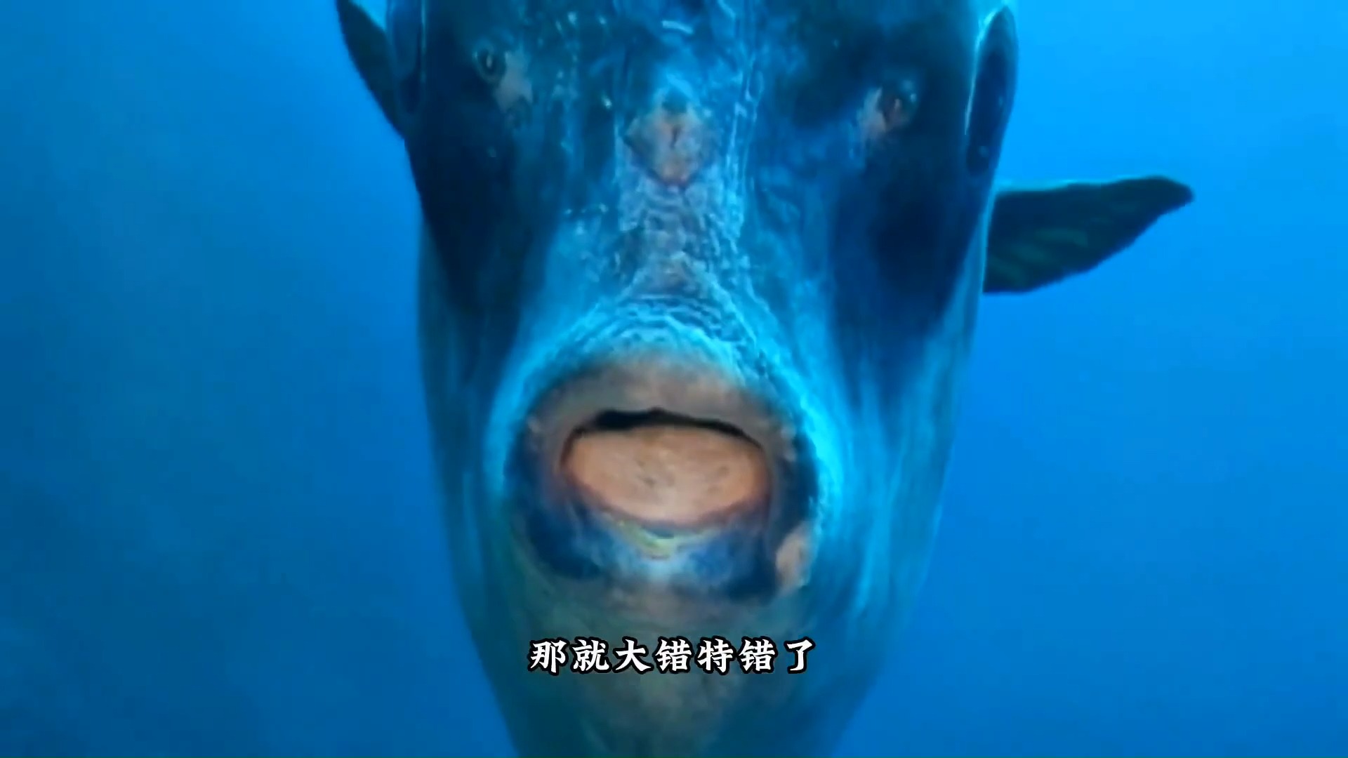 翻车鱼好吃吗?