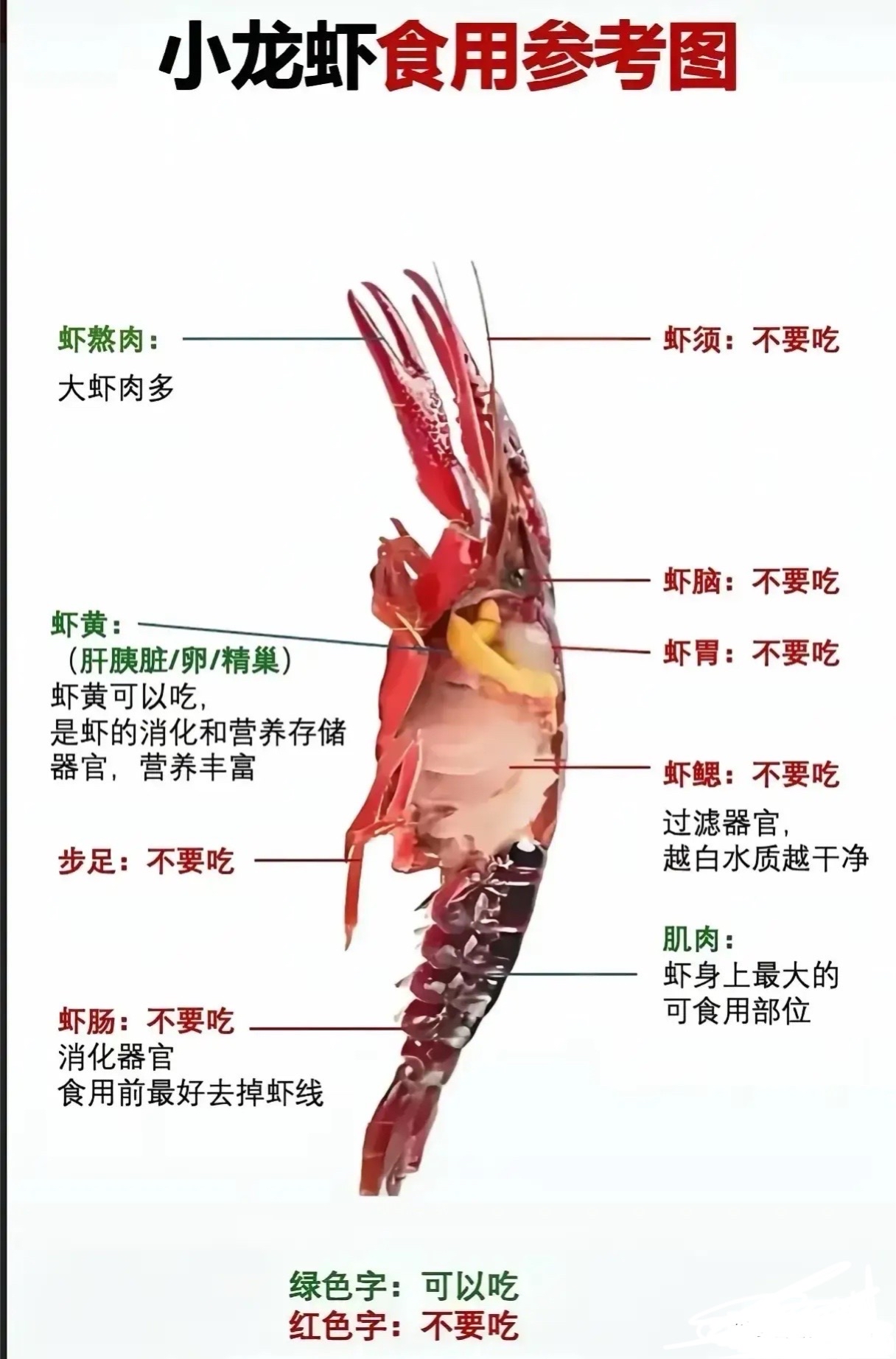 小龙虾的头可以吃吗视频