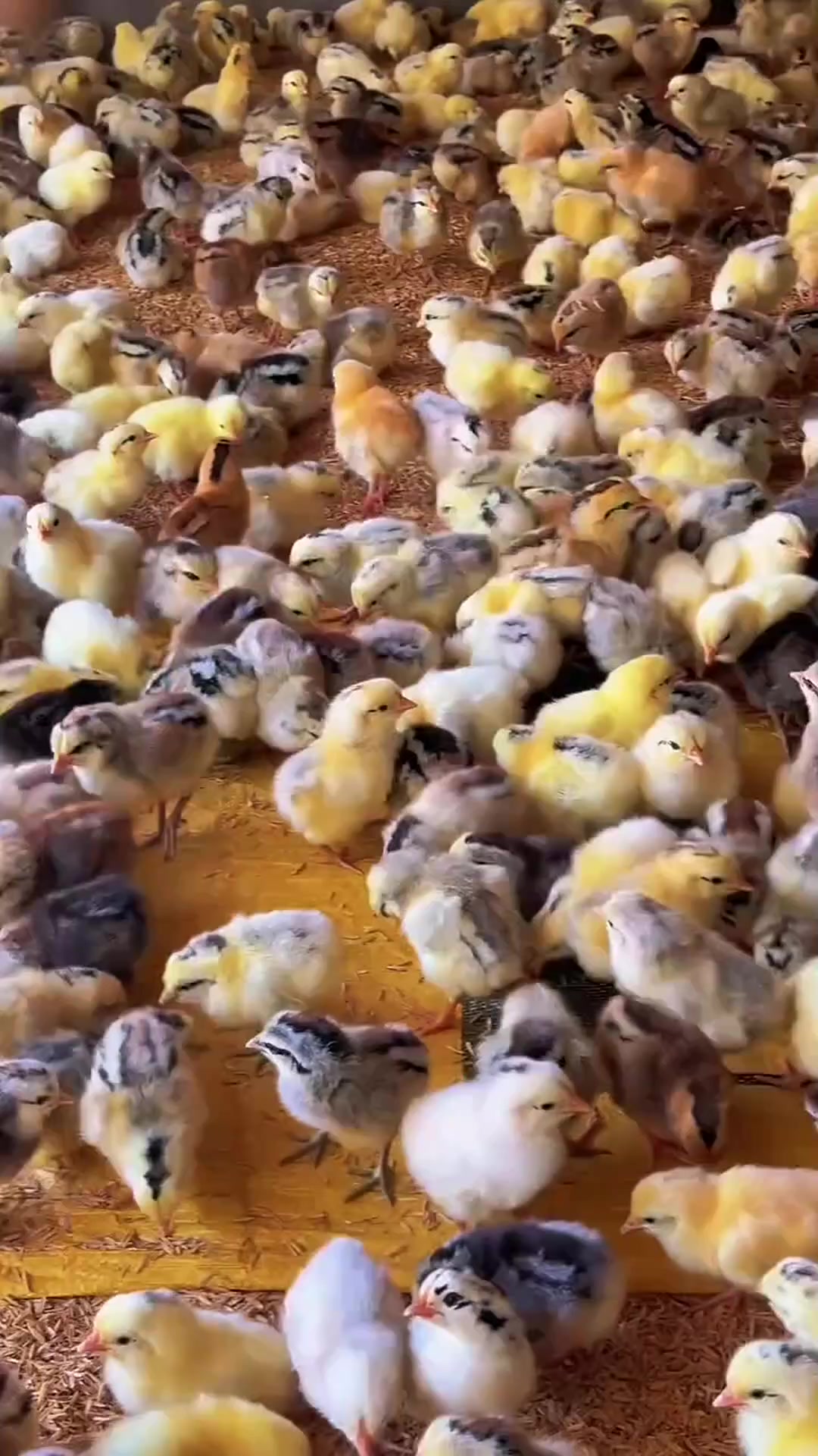 小鸡怎么养活