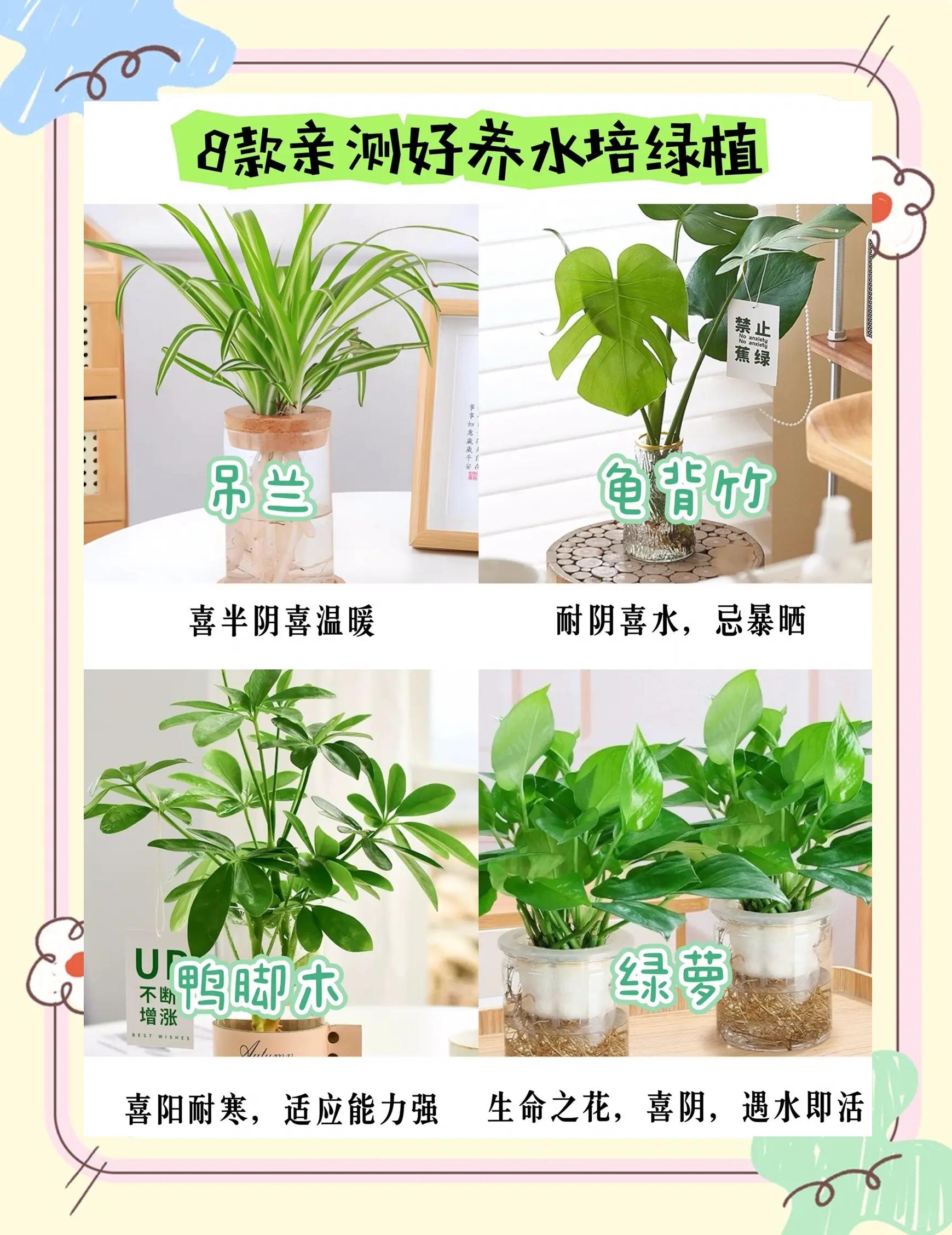 水培植物小妙招