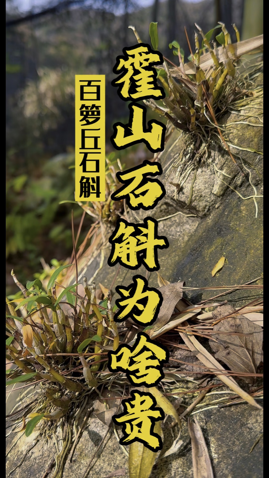 石斛的功效与作用