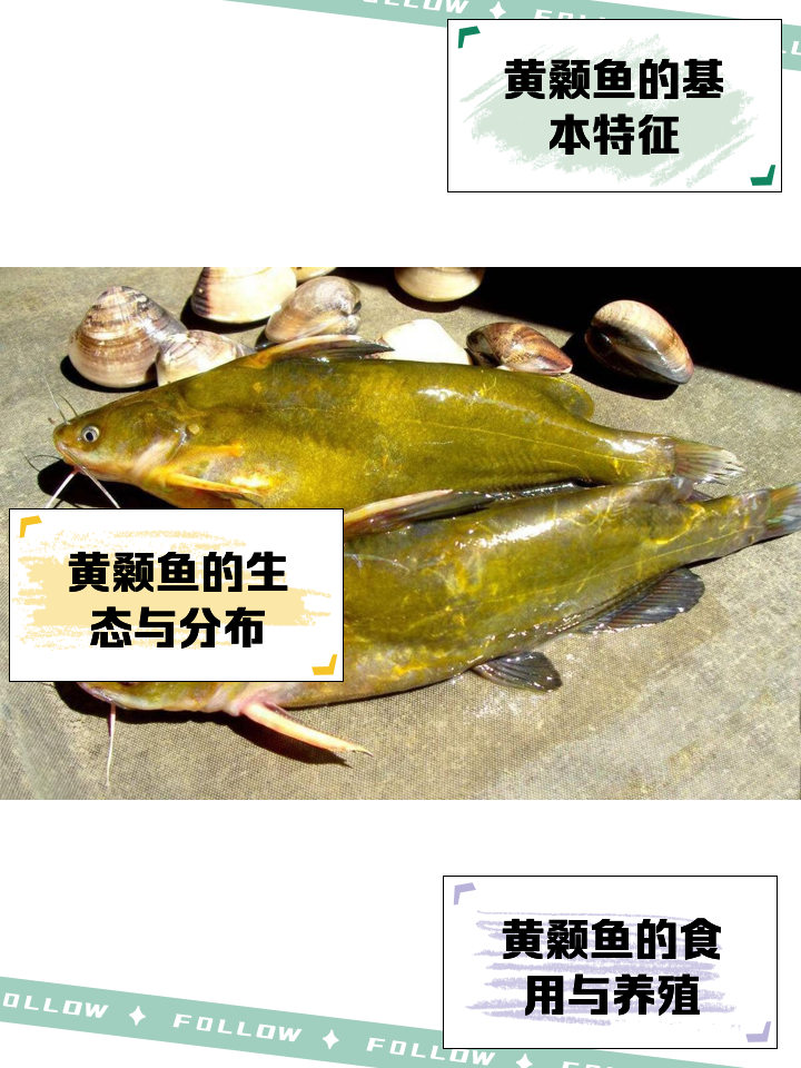嘎鱼属于什么鱼种