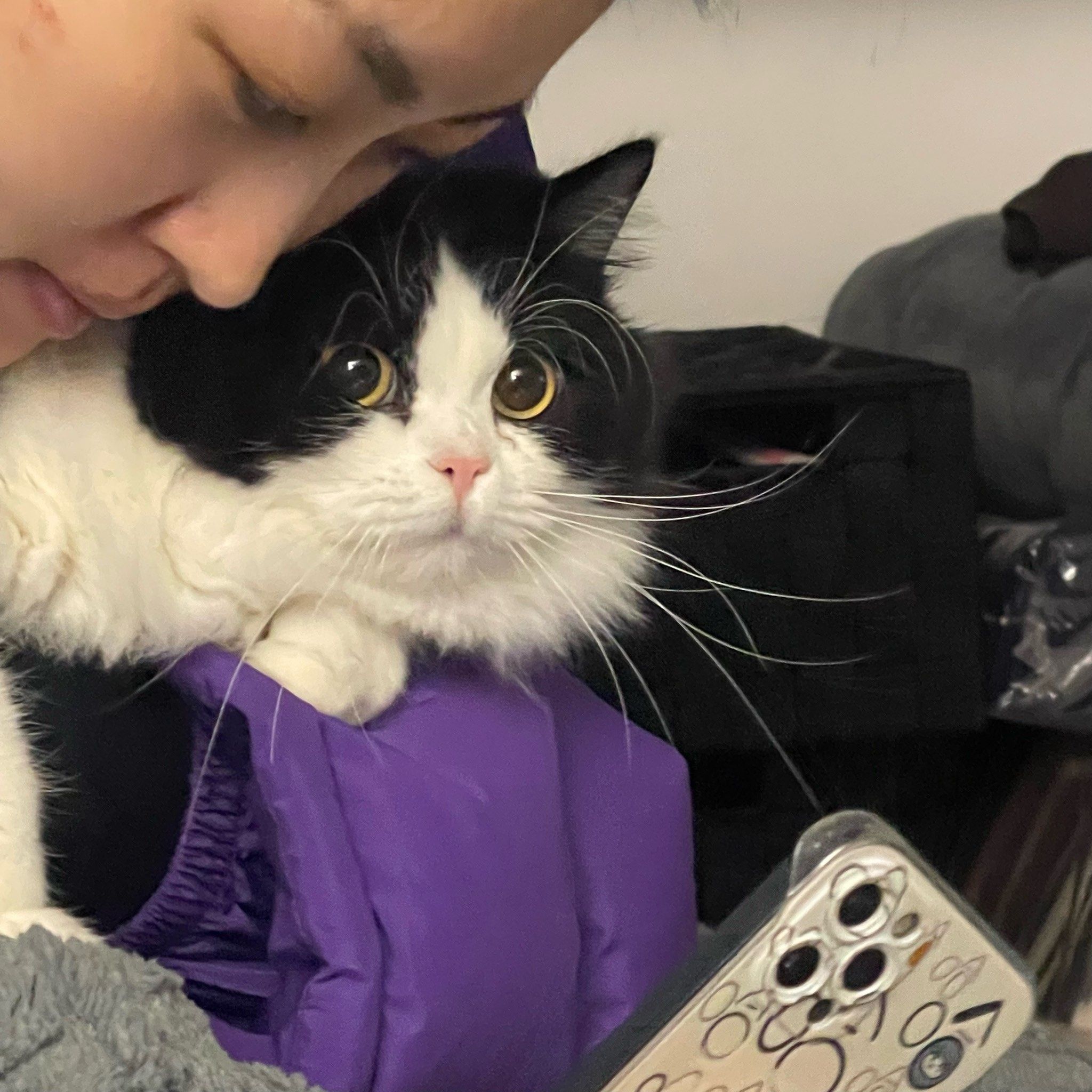 什么叫云吸猫