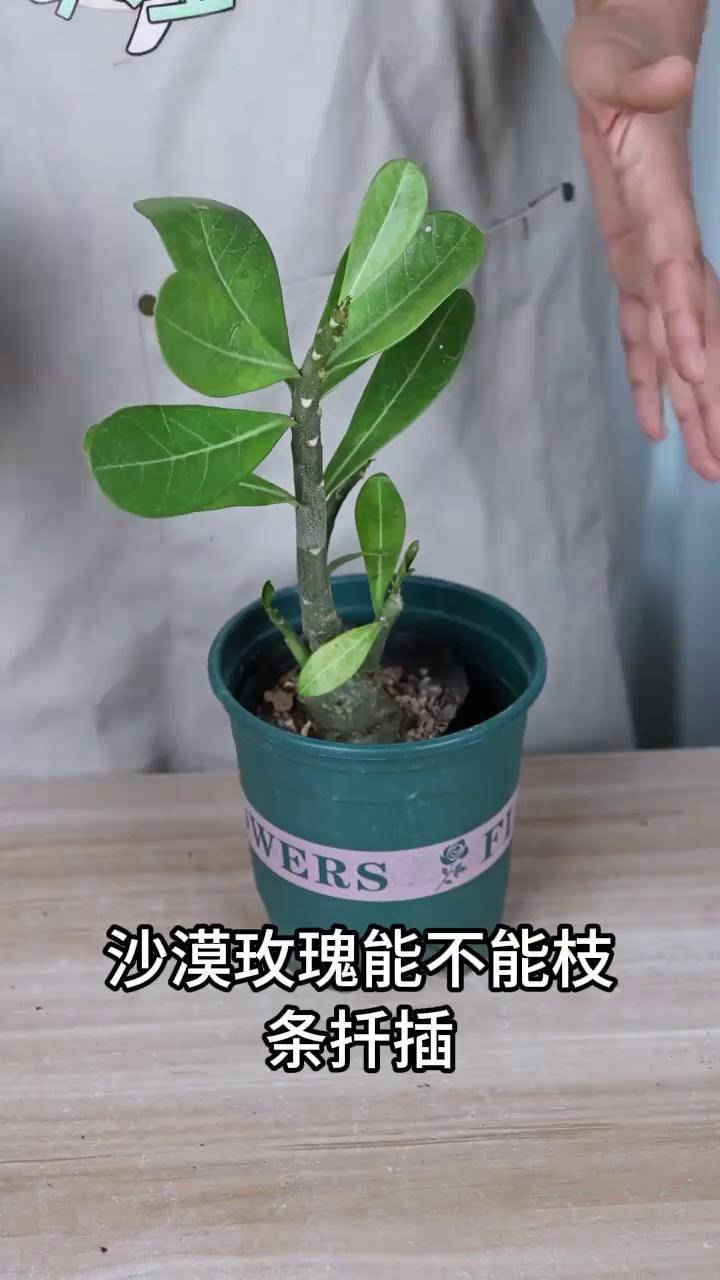 怎样养沙漠玫瑰