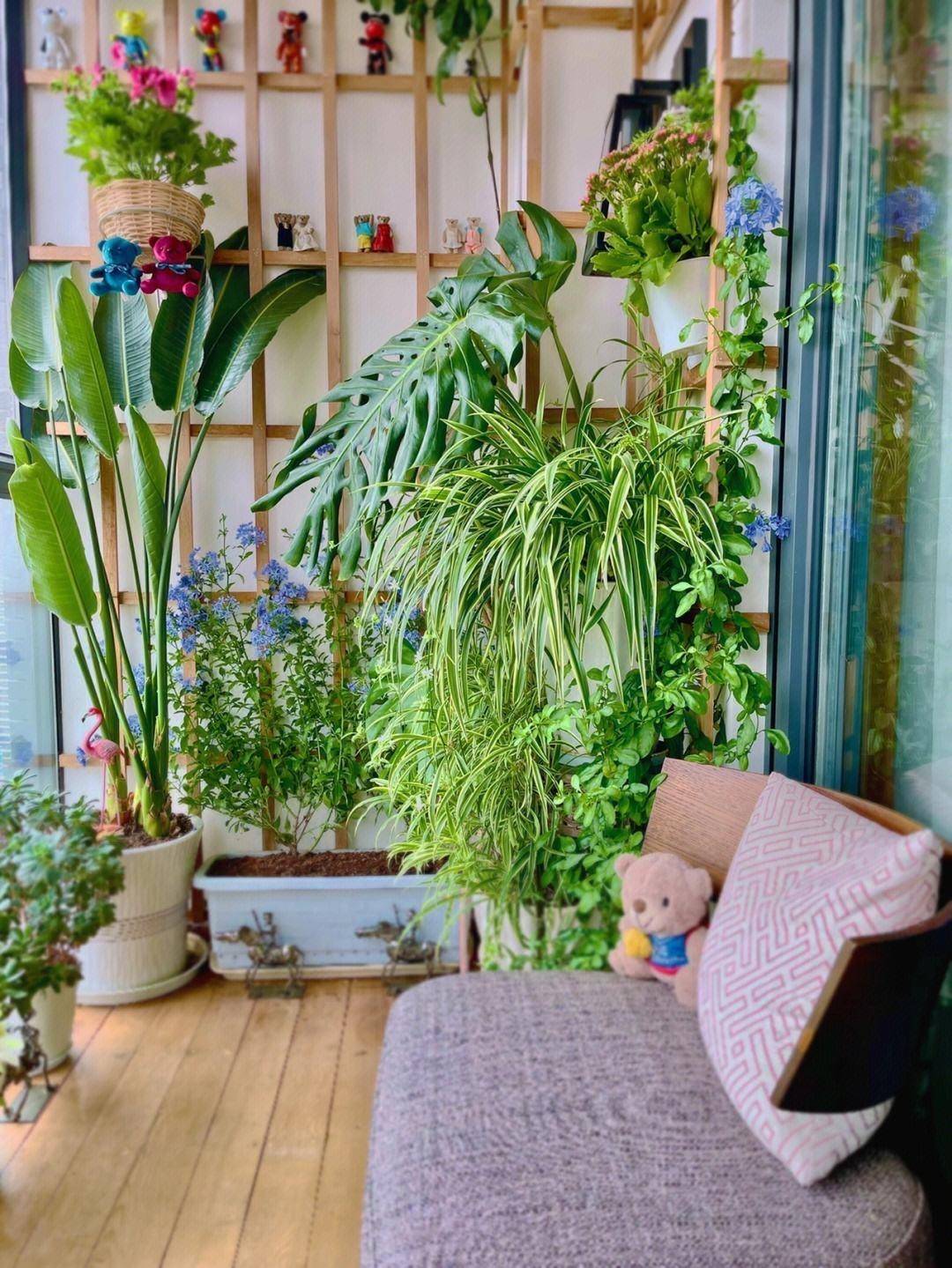 家里适合养的植物招财