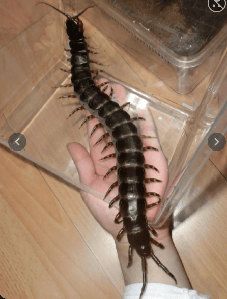 世界上最大的蜈蚣是什么品种