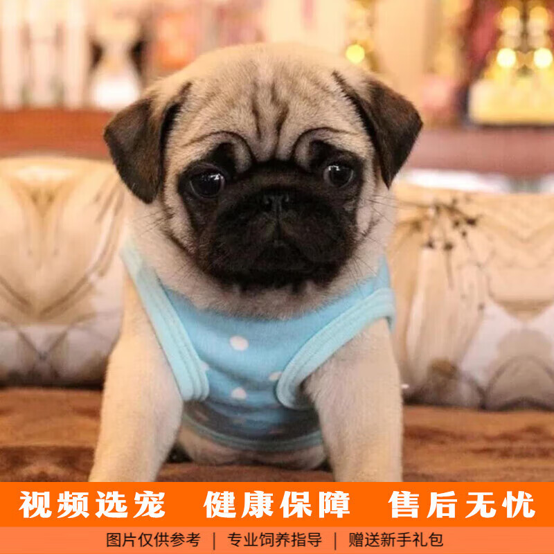 巴哥犬多少元一只