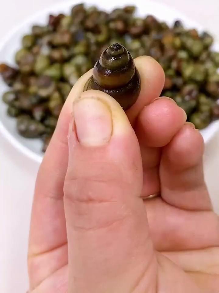 田螺可食用部位图