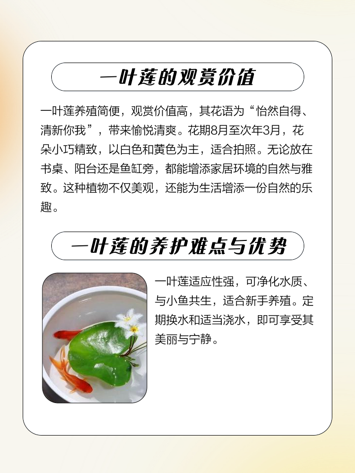 一叶莲长小叶子
