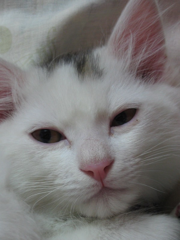 安哥拉猫优缺点