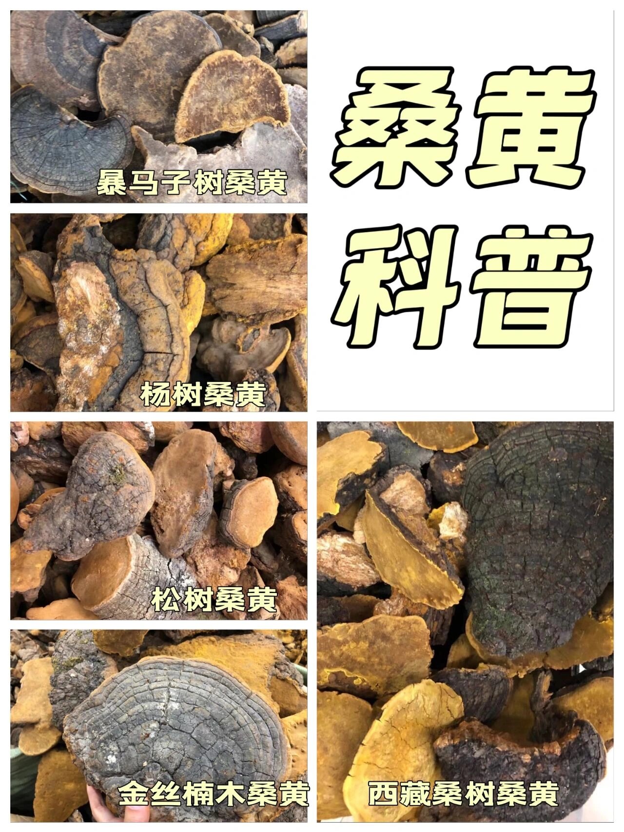 野生桑黄的价格多少钱一斤