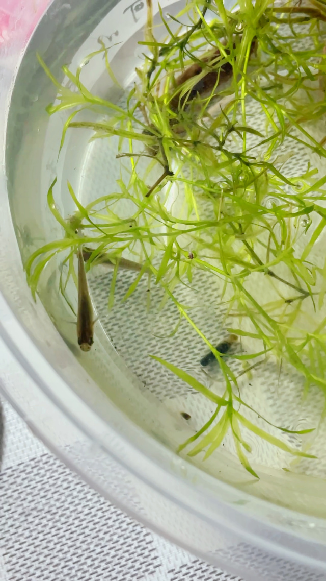 薄翅蜻蜓吃什么