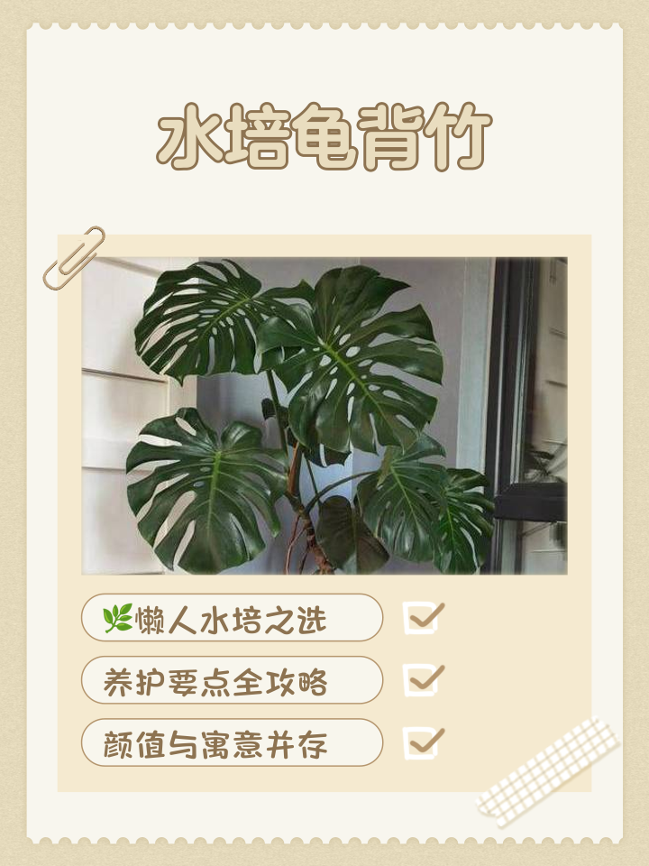 龟背竹水培好养活吗