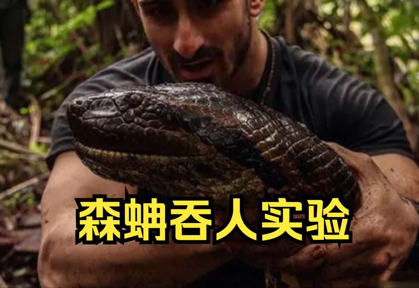 森蚺是啥
