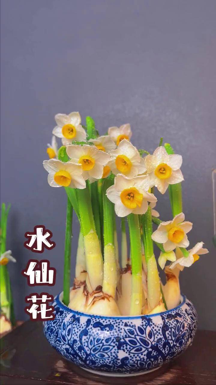 水仙花几点开花一天之内