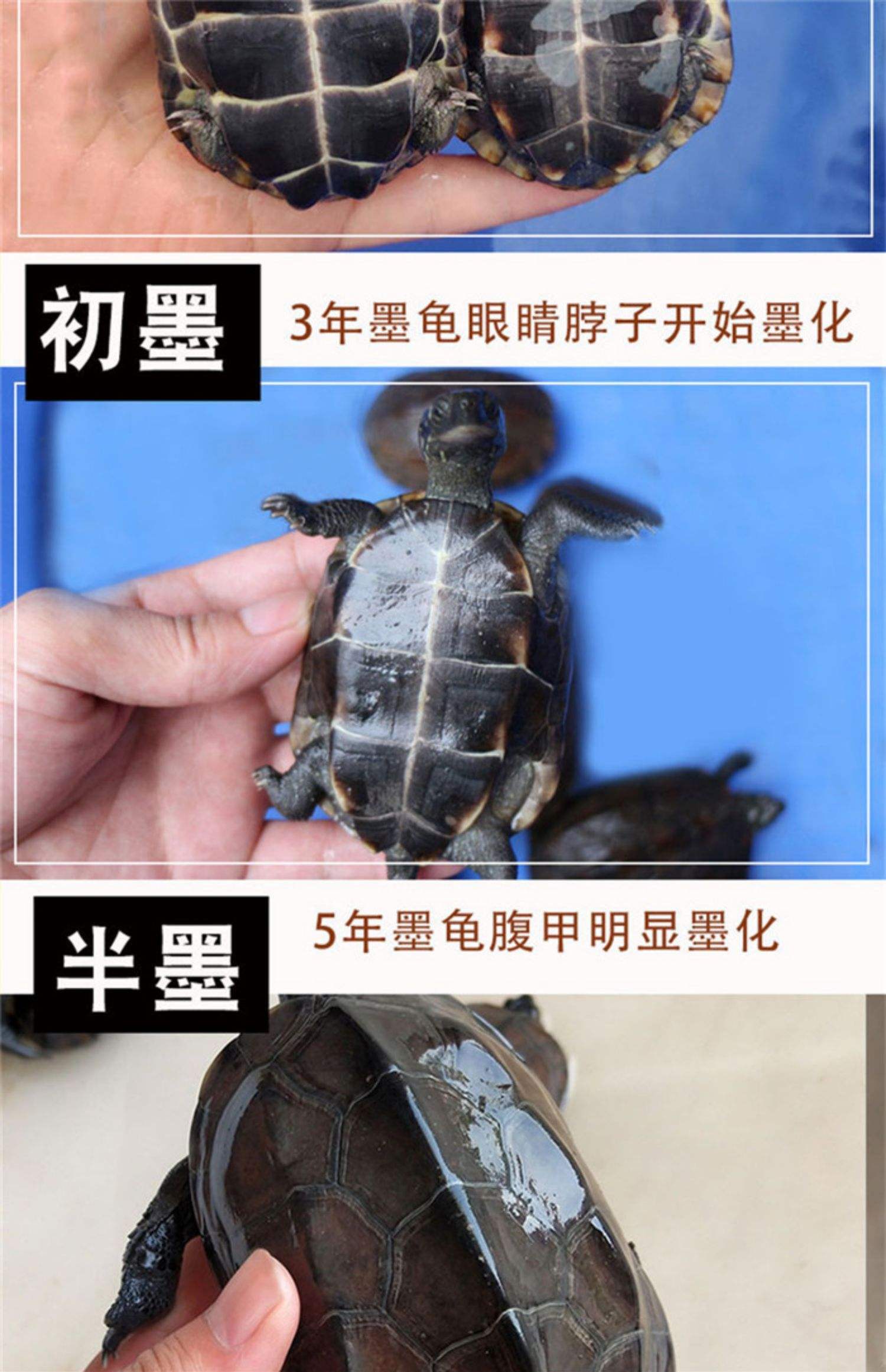 什么乌龟可以一直养在深水里