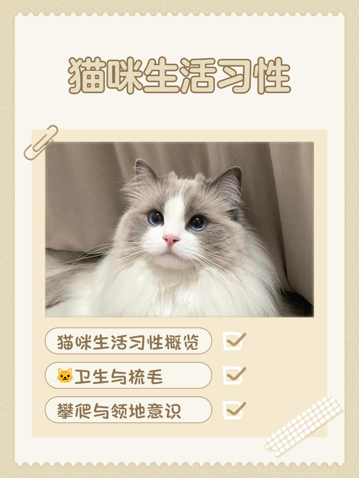 猫咪的特点和生活特征