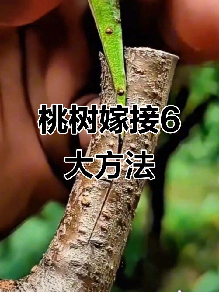 桃树嫁接有几种方法