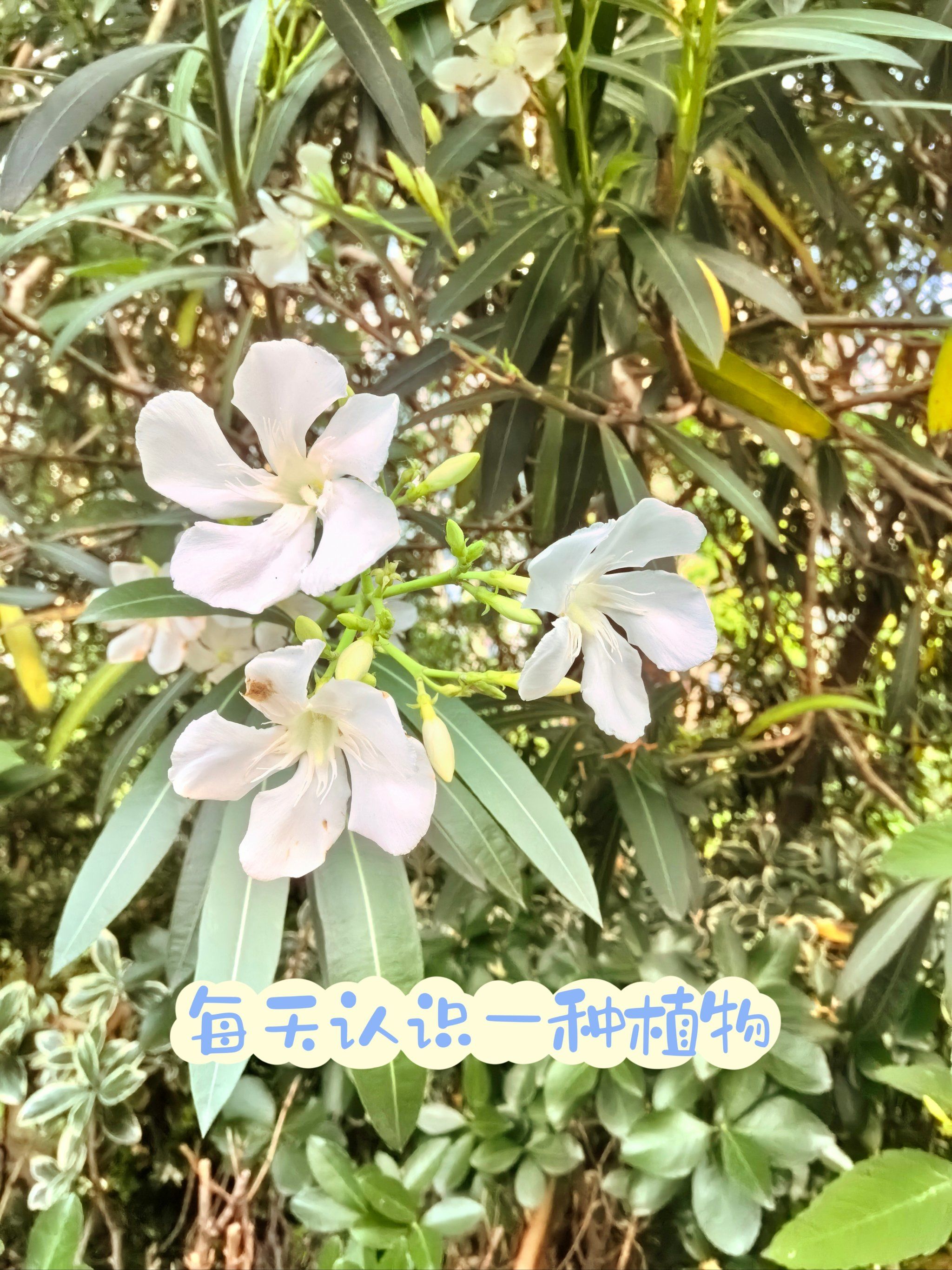 夹竹桃科介绍视频