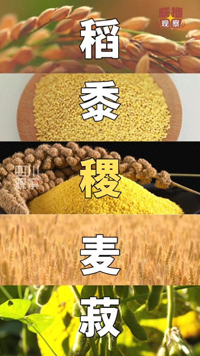 请问五谷是哪五谷