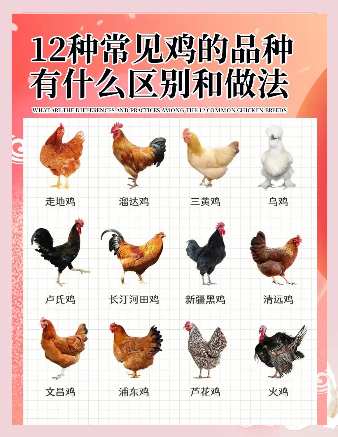 鸭子和鸡属于鸟类吗