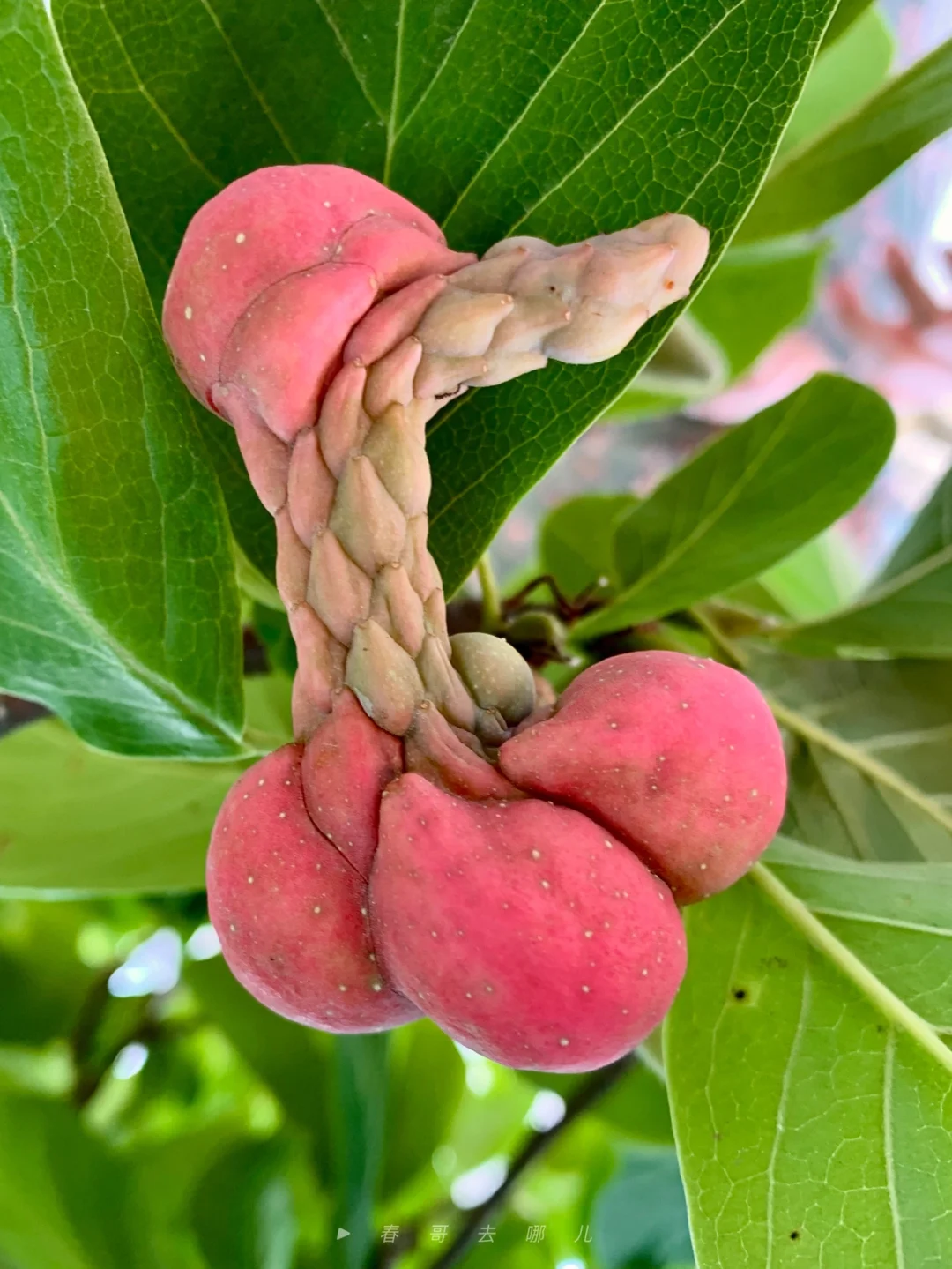 玉兰花有果实