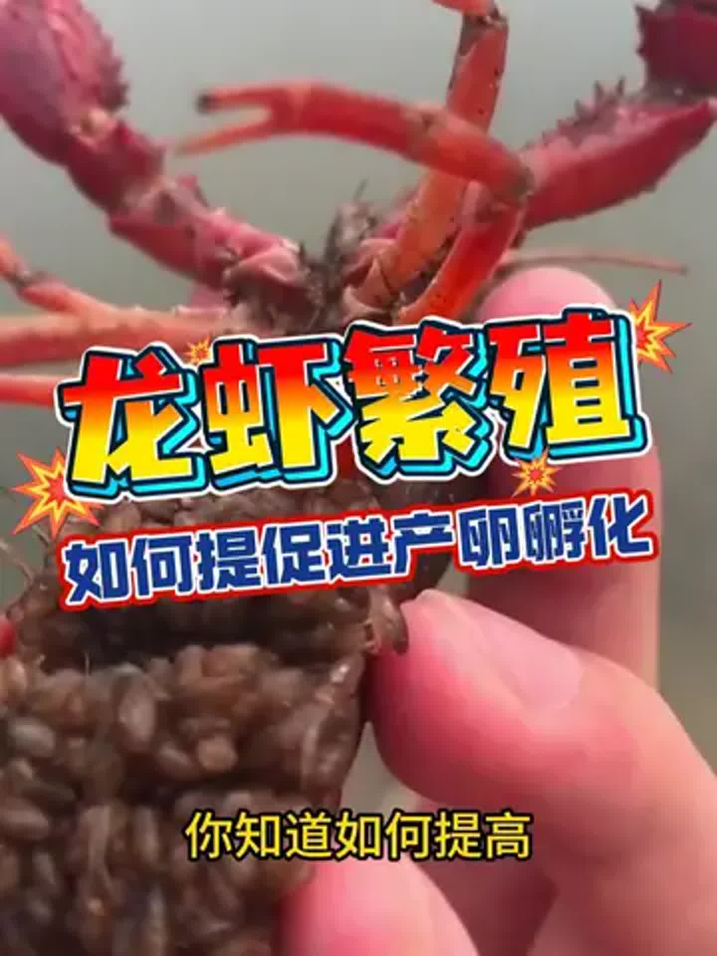 龙虾养殖技术指导