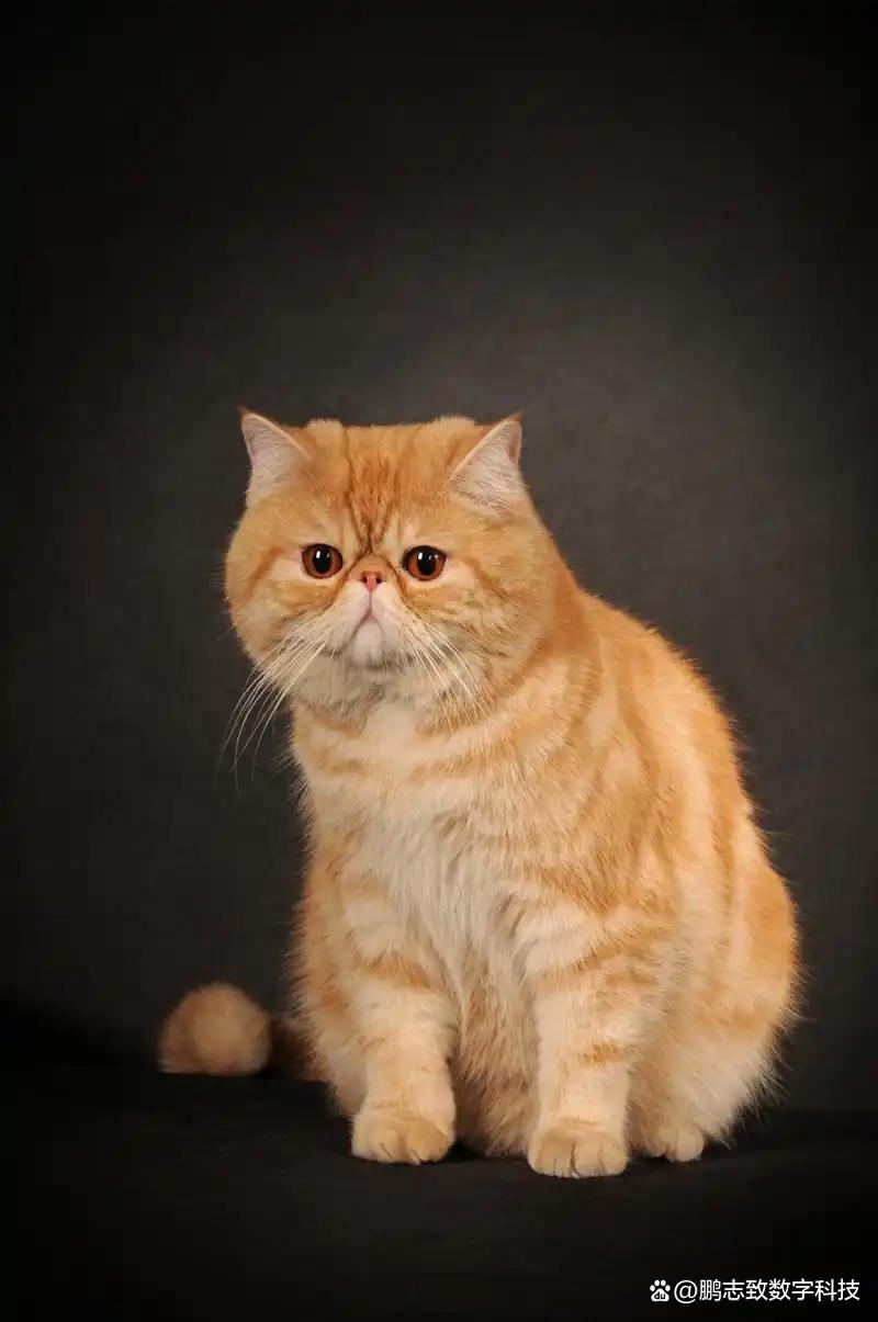 异国短毛猫大概多少钱