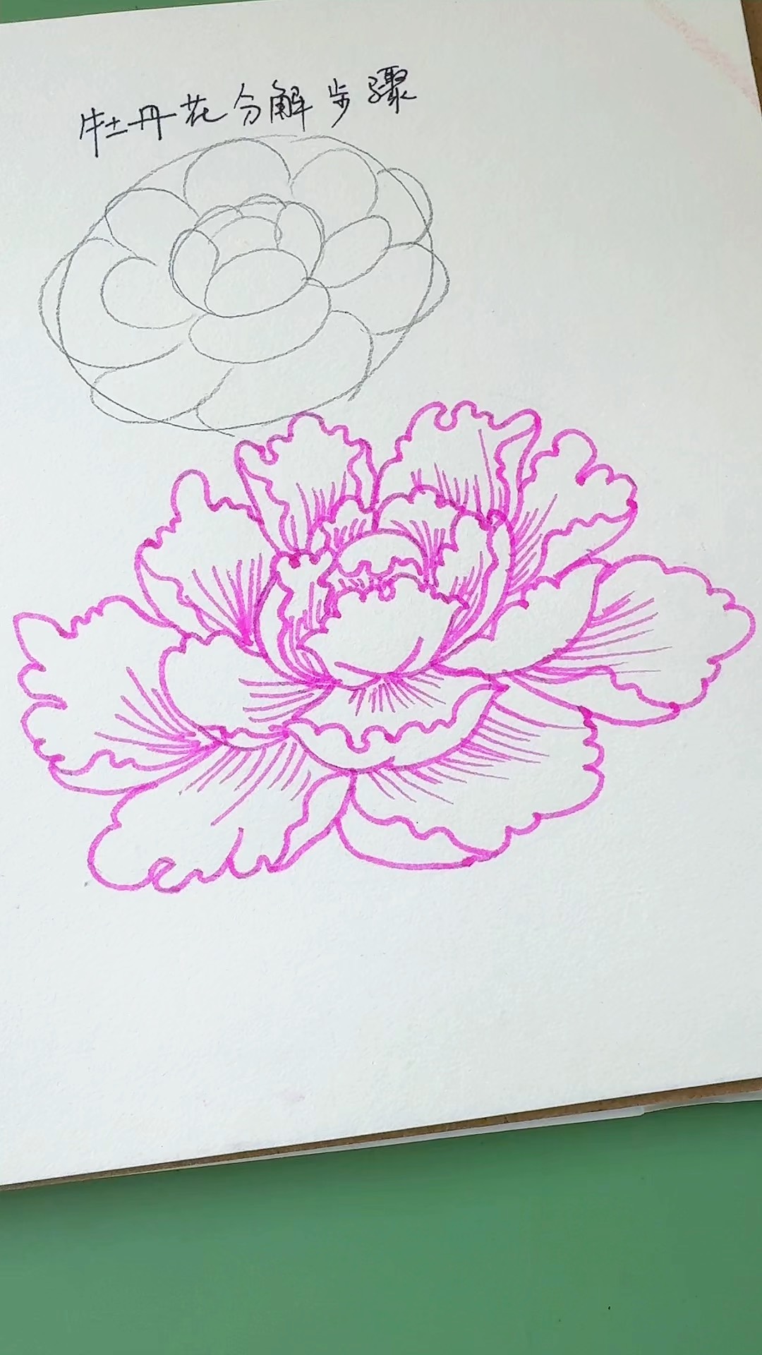 牡丹的画法简单的画