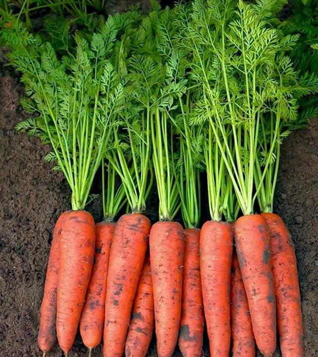 重庆胡萝卜什么时候种植最好