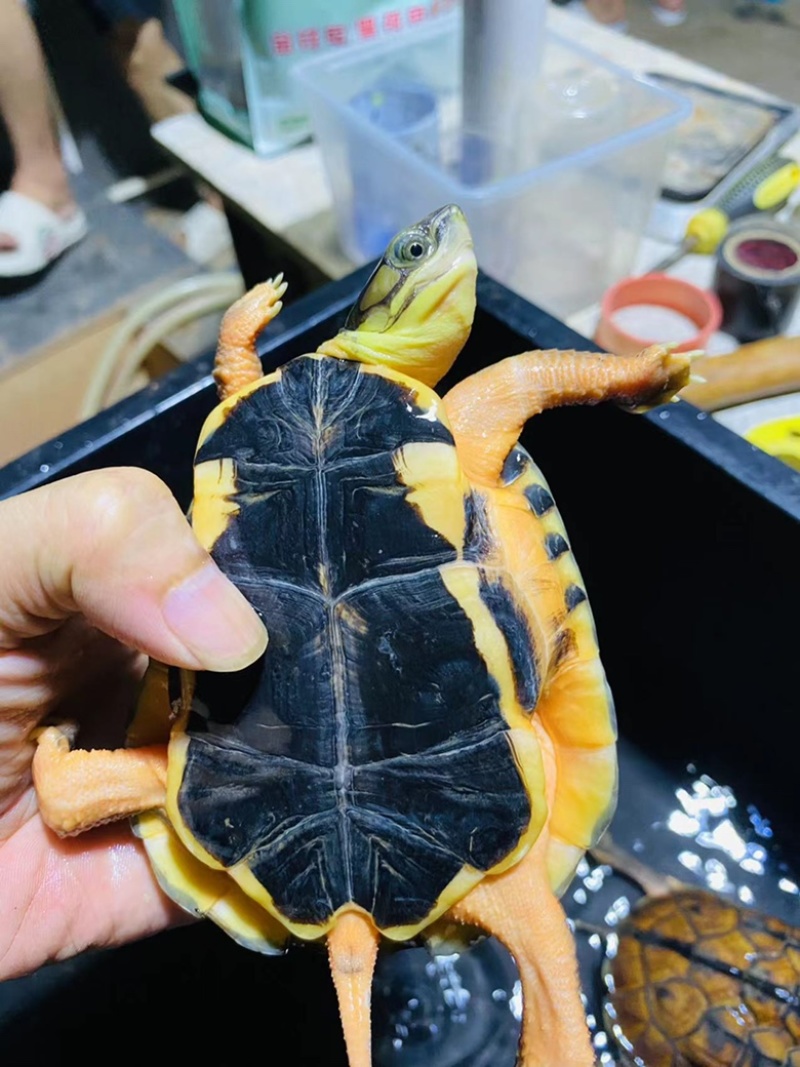 野生大头龟图片