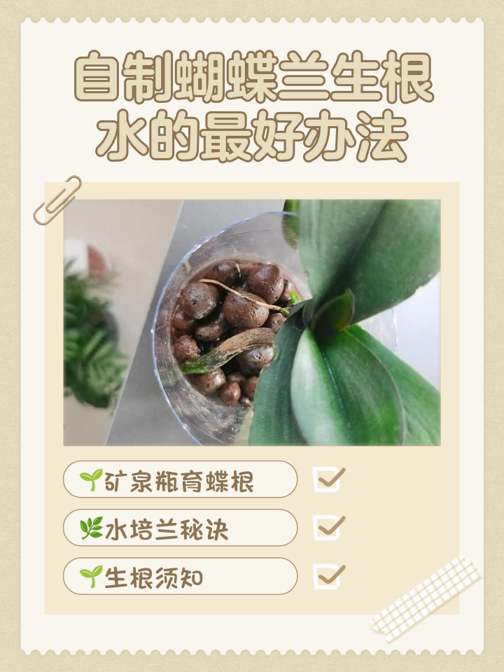怎么配制生根水浇花