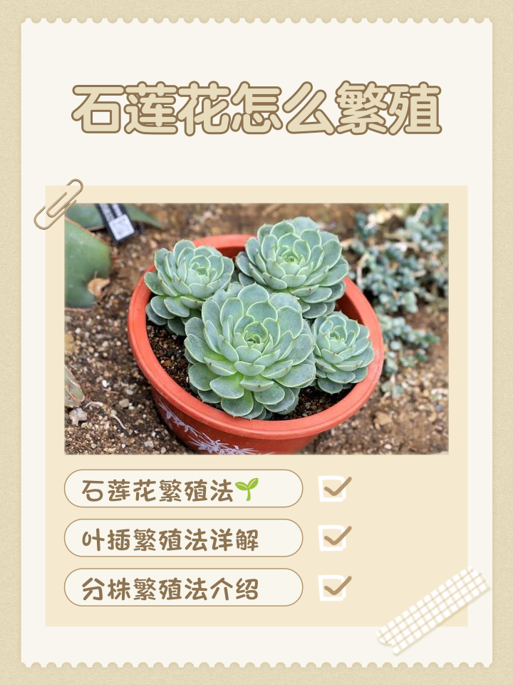 石生花种子的种植方法及管理