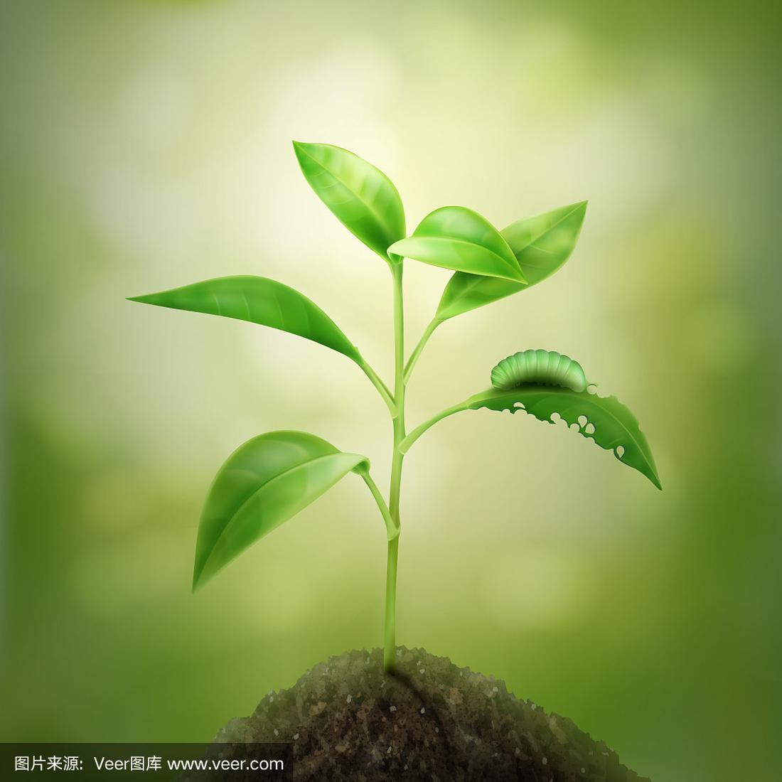 萌芽中什么意思