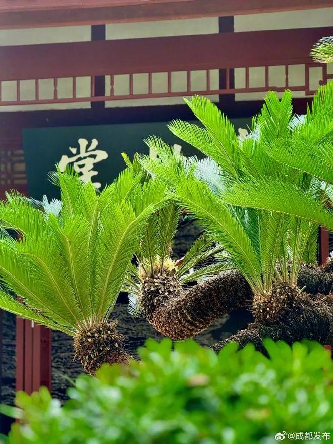 铁树开花是金花什么意思