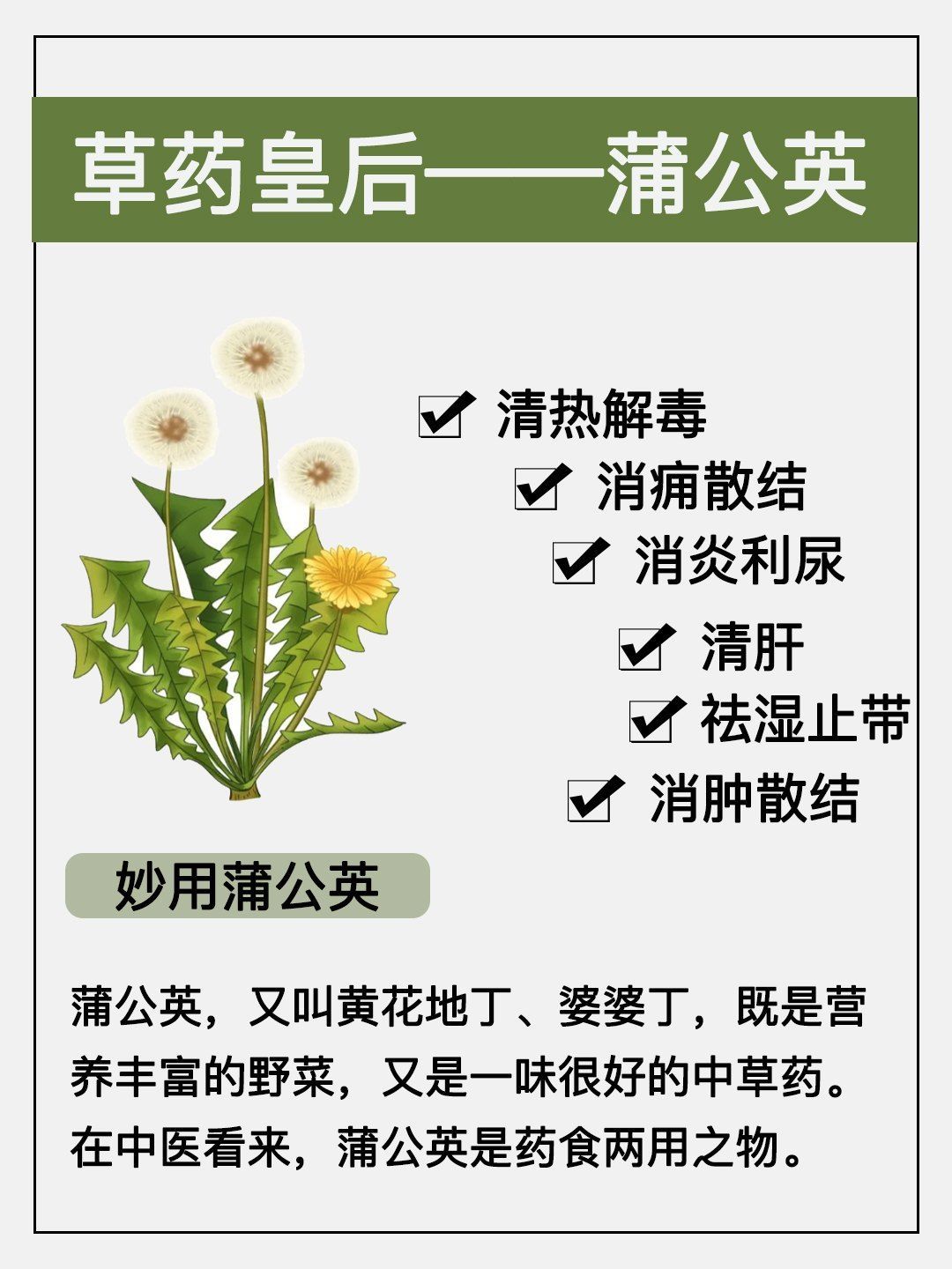 蒲公英花的药用价值与副作用