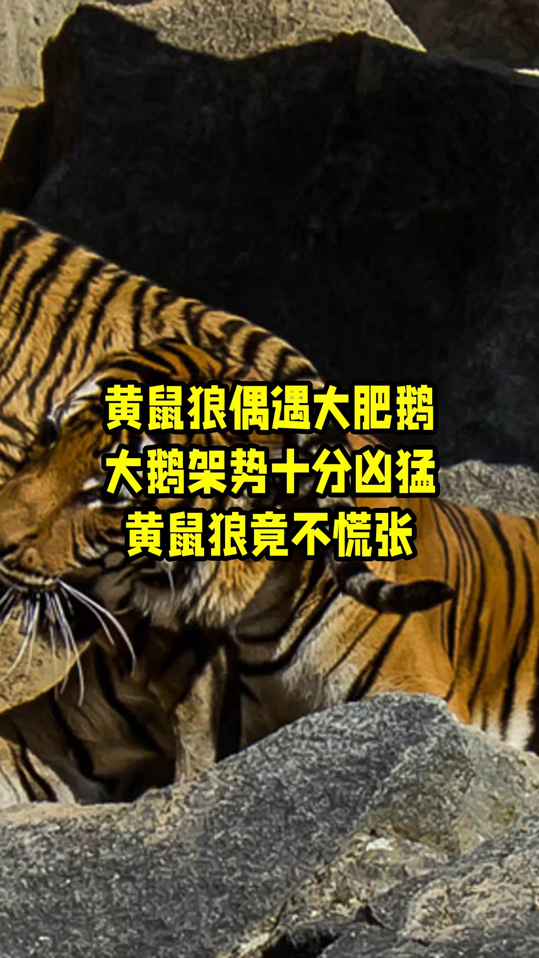 黄鼠狼为何怕鹅?难道是打不过?农村大爷透露其中猫腻