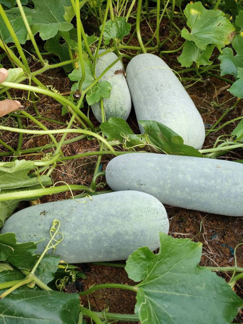 节瓜又叫什么瓜图片