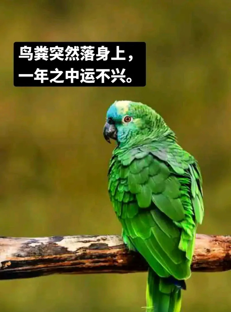 鸟屎掉衣服上有什么预兆怎么防止