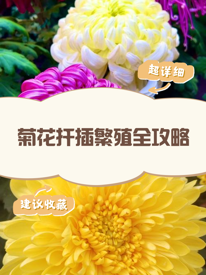 用来插花的菊花叫什么
