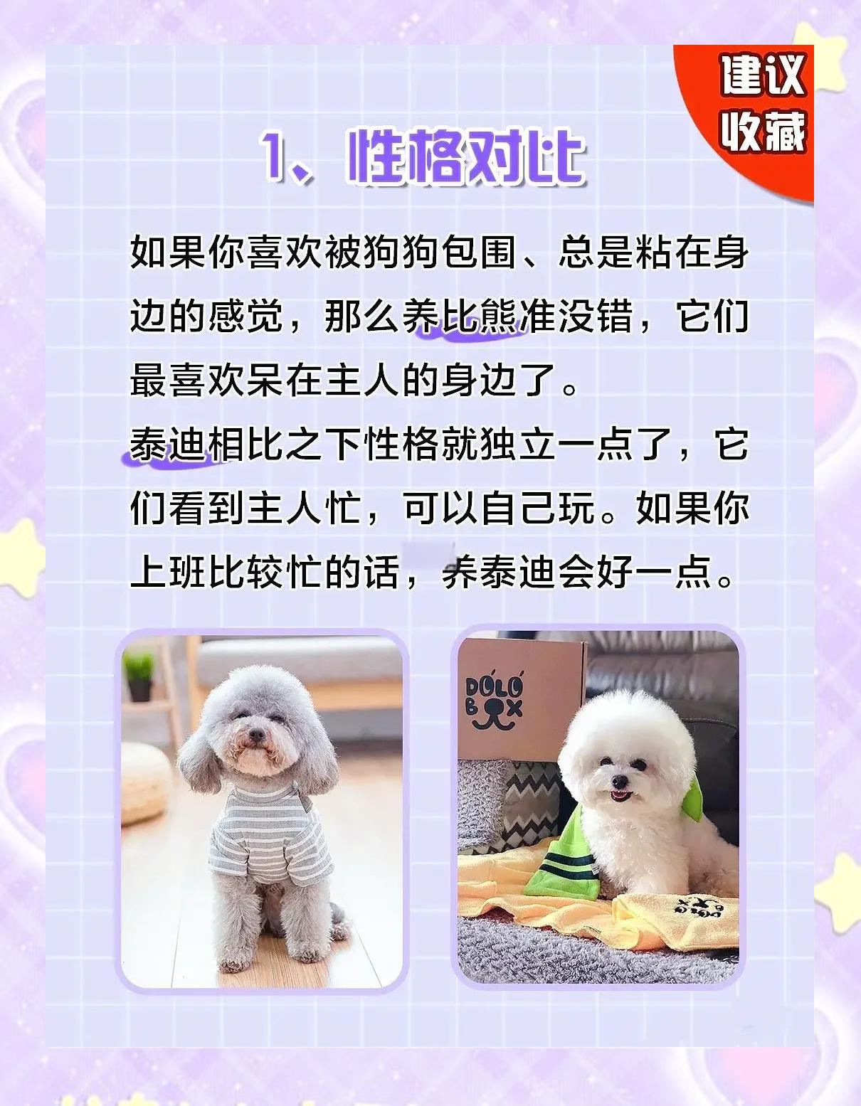 贵宾犬跟泰迪的区别