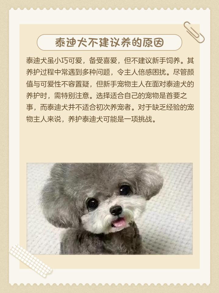 养泰迪十大禁忌