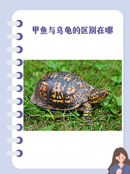 王八和鳖的区别在哪里