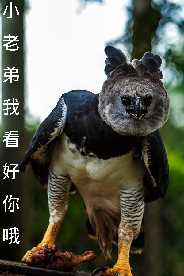 是我太傻 别说话